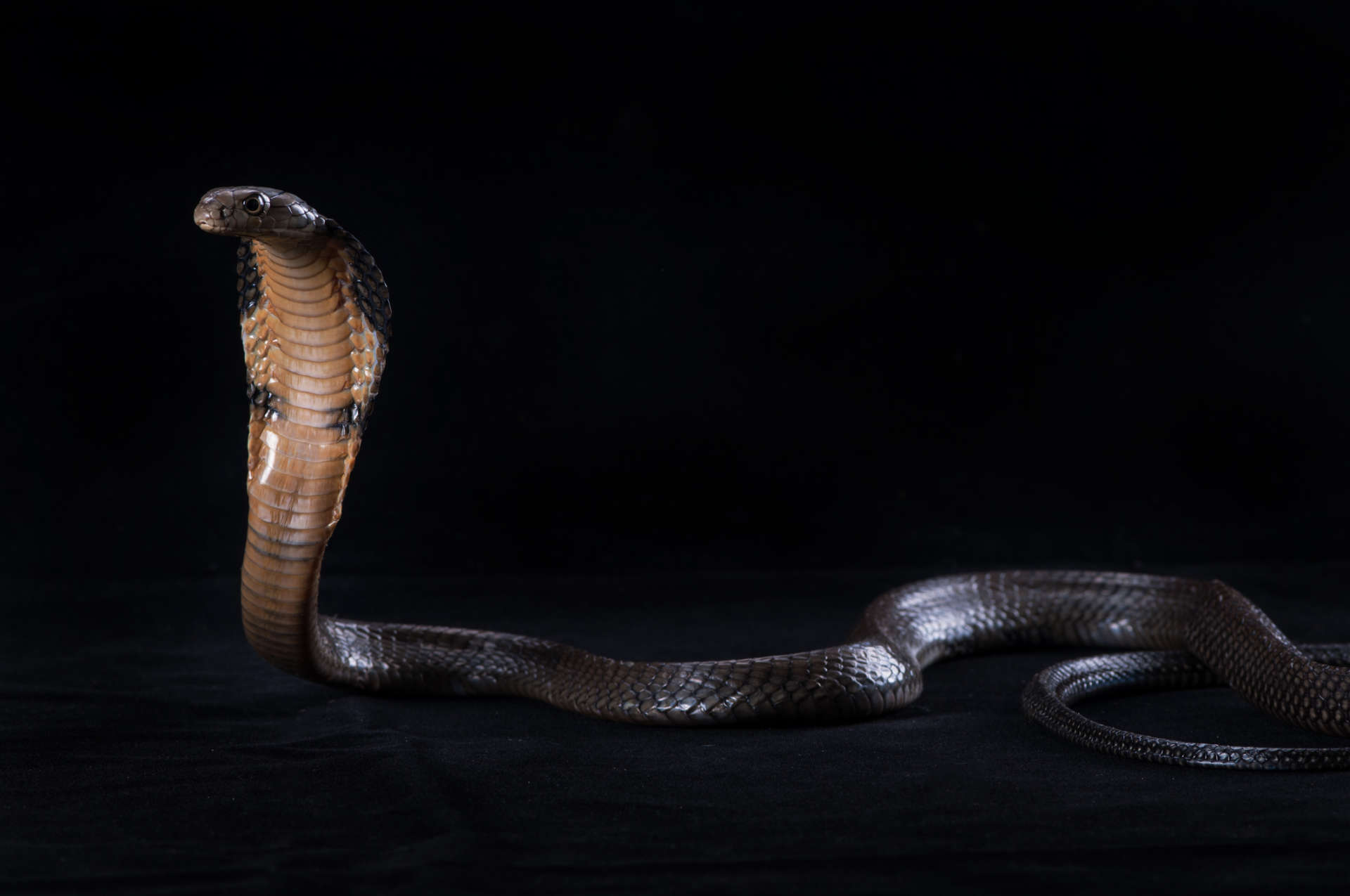 A cobra with its hood expanded, positioned against a dark background