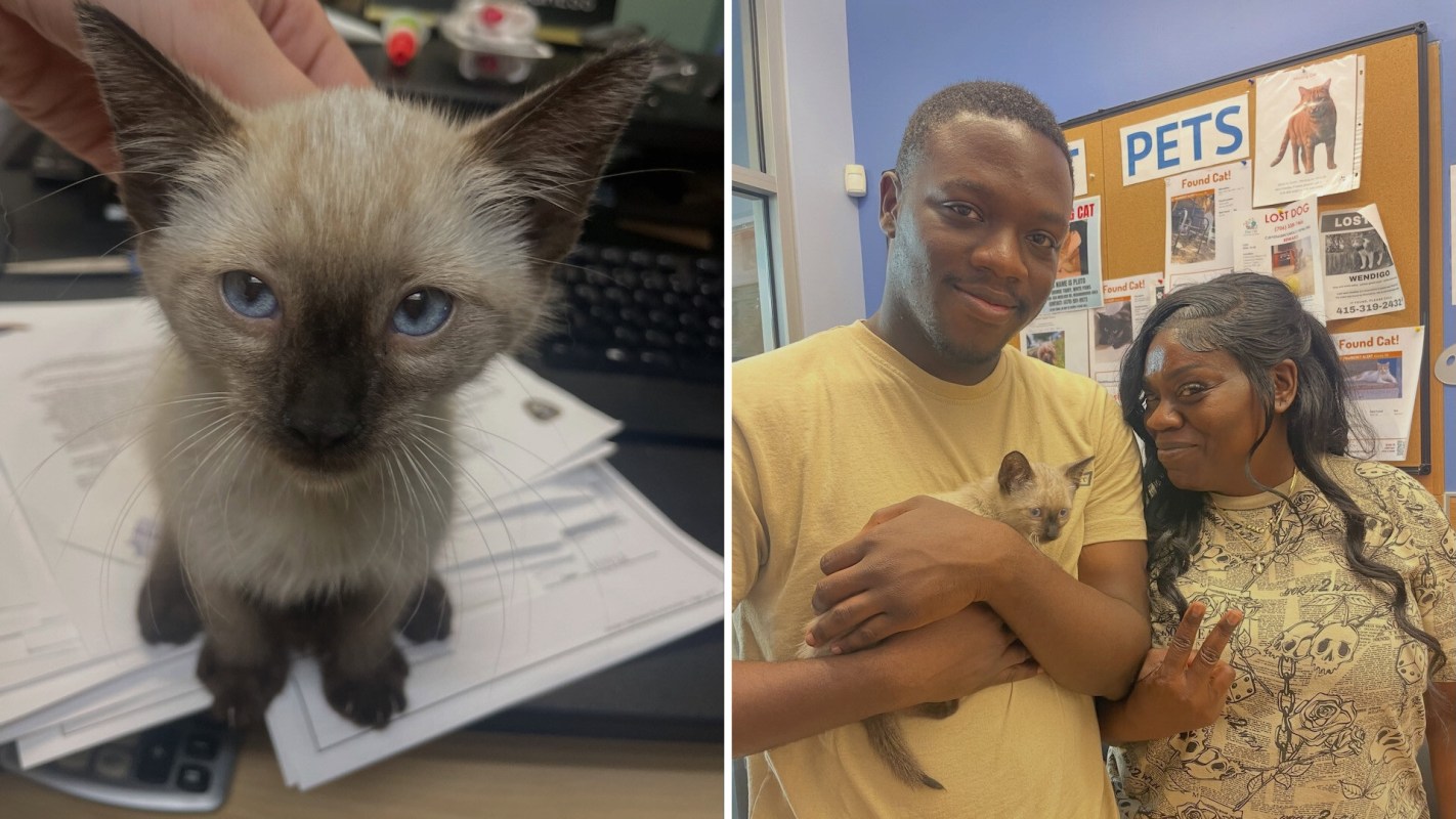 A kitten sits on papers, while two people hold it in a pet adoption center.