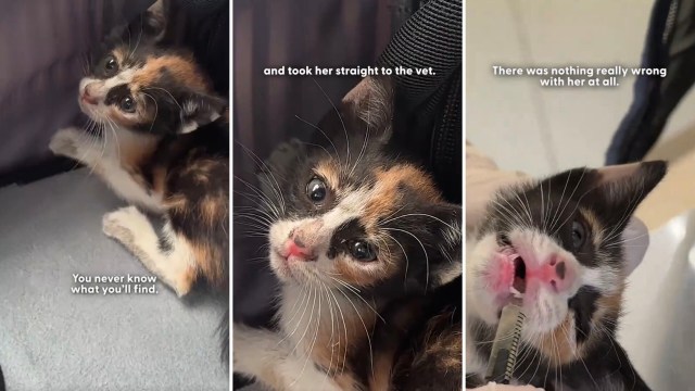 Terrified kitten dodges highway traffic in the UAE, then wins over the house grump