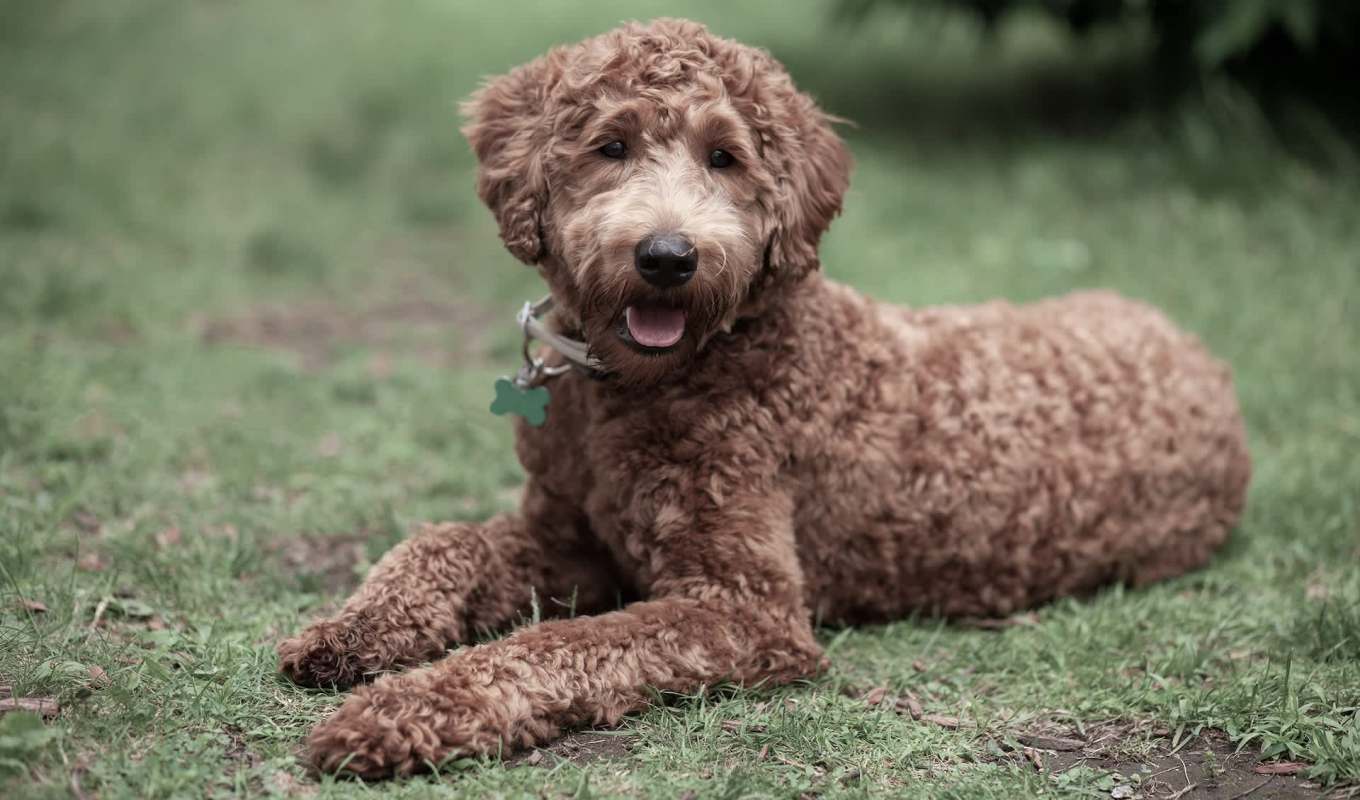 A dog.