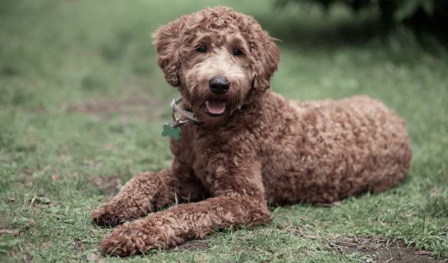 A dog.