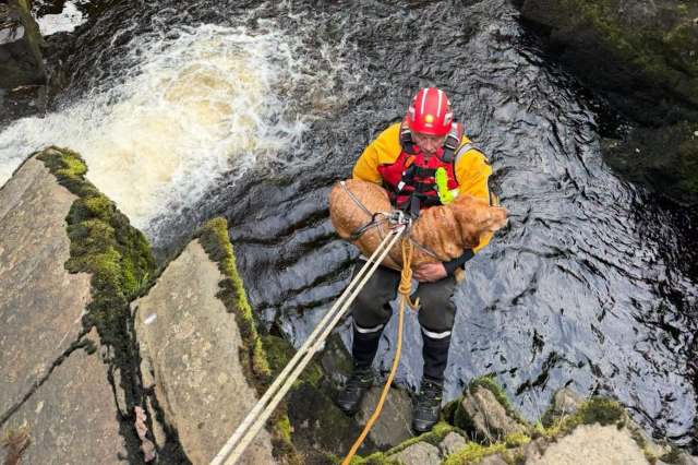 In England, a Labrador fell beneath Pecca Falls, then volunteers lowered in on ropes to save her