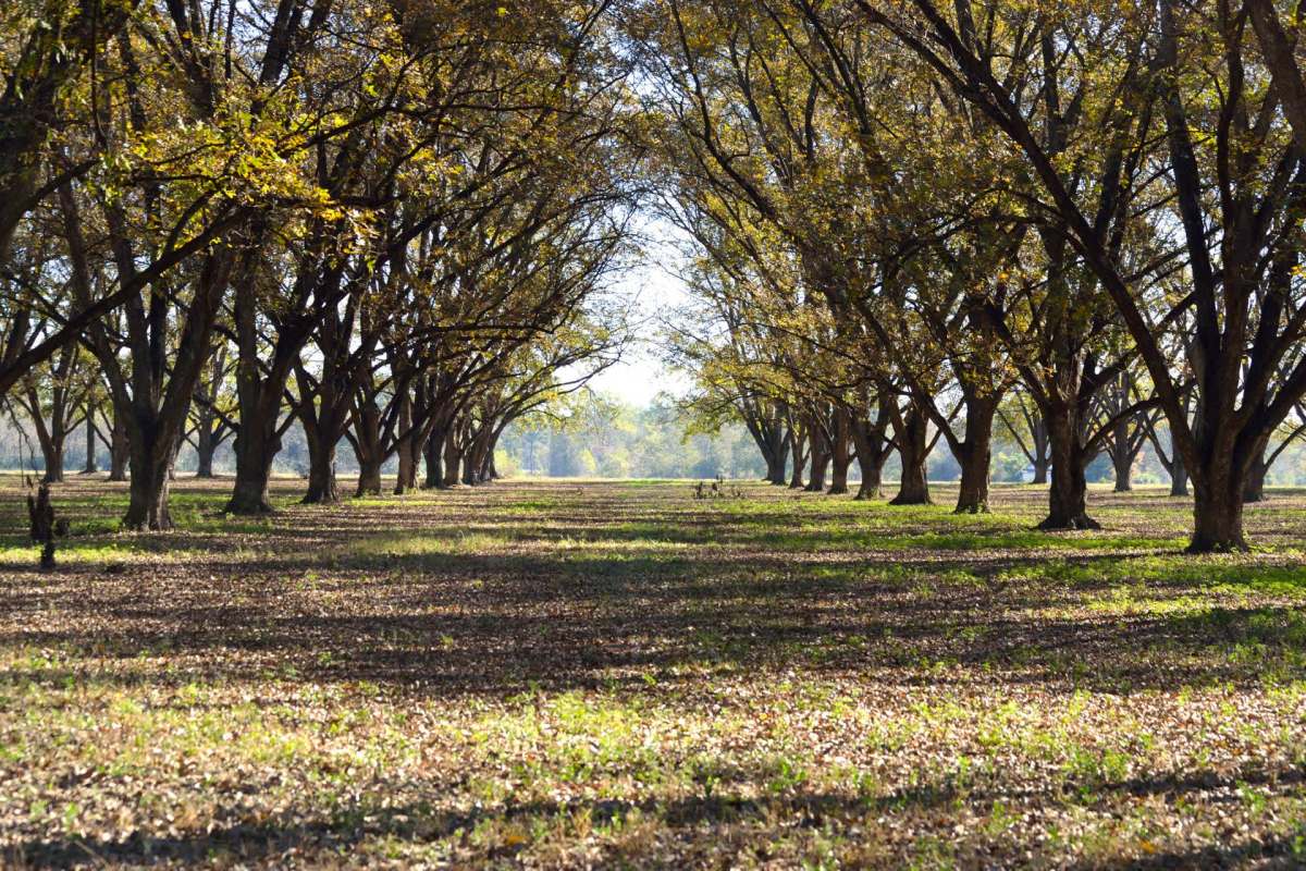 A pecan grove.