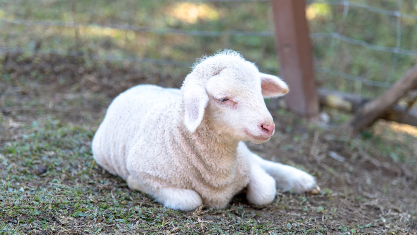 A lamb resting on the ground in a grassy area.