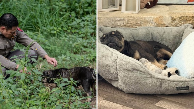 Mata rescuing a dog on the left and the dog sleeping on the right.