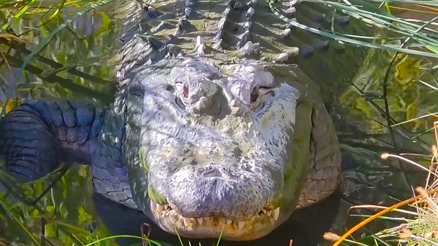 An alligator resting in shallow water among grasses and reflections.