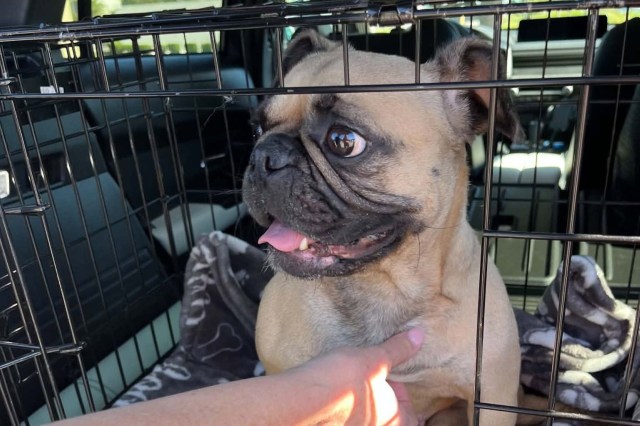 In Florida, paralyzed rescue dog got her own wheelchair, then landed a specialist foster
