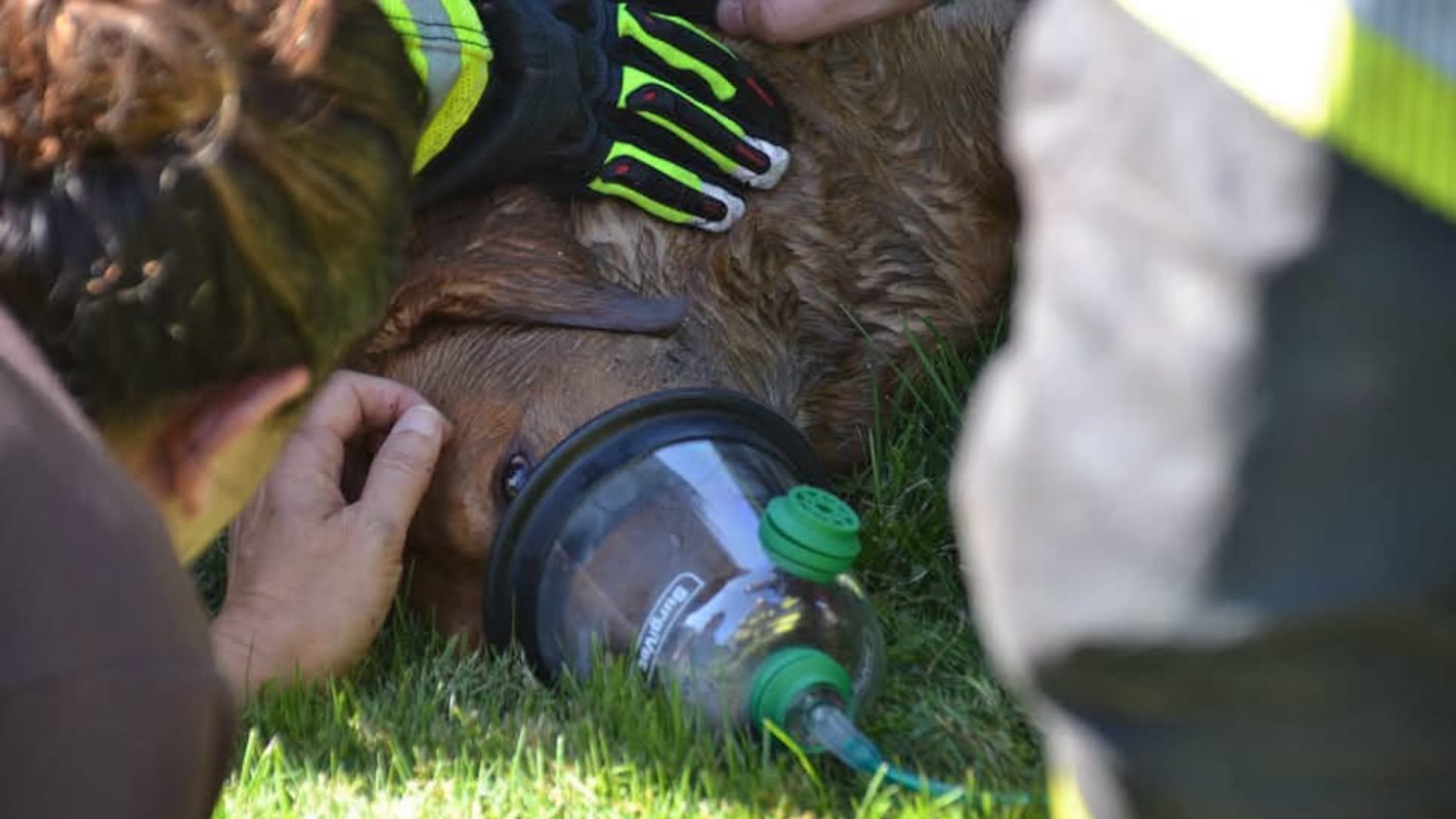 A dog receives medical assistance with an oxygen mask in a grassy area.