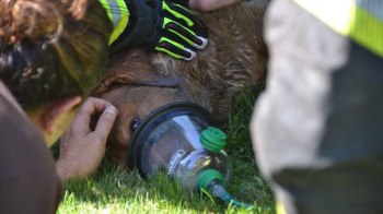A dog receives medical assistance with an oxygen mask in a grassy area.