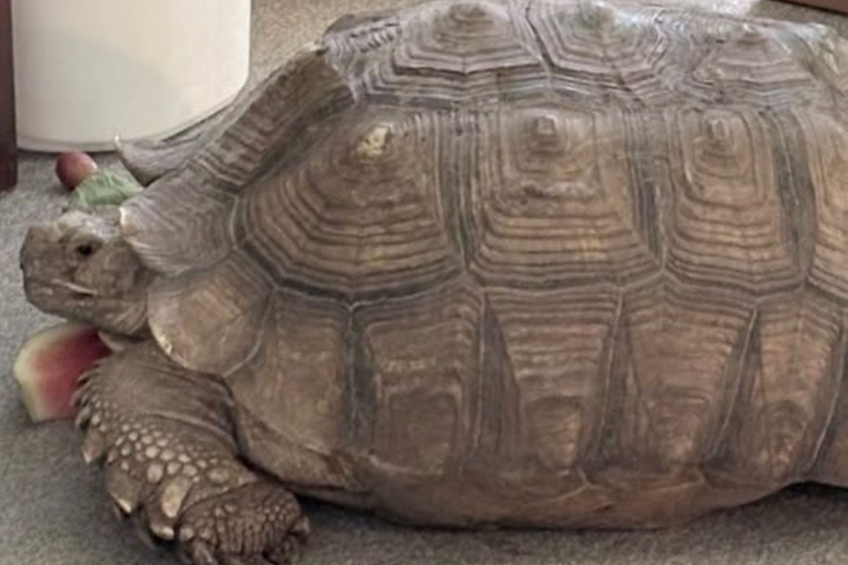Lucy the sulcata tortoise.