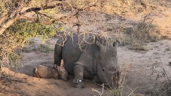 Lula and her calf.