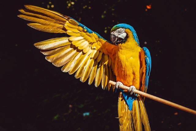 A macaw.