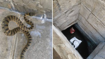 An Algerian whip snake in a well.