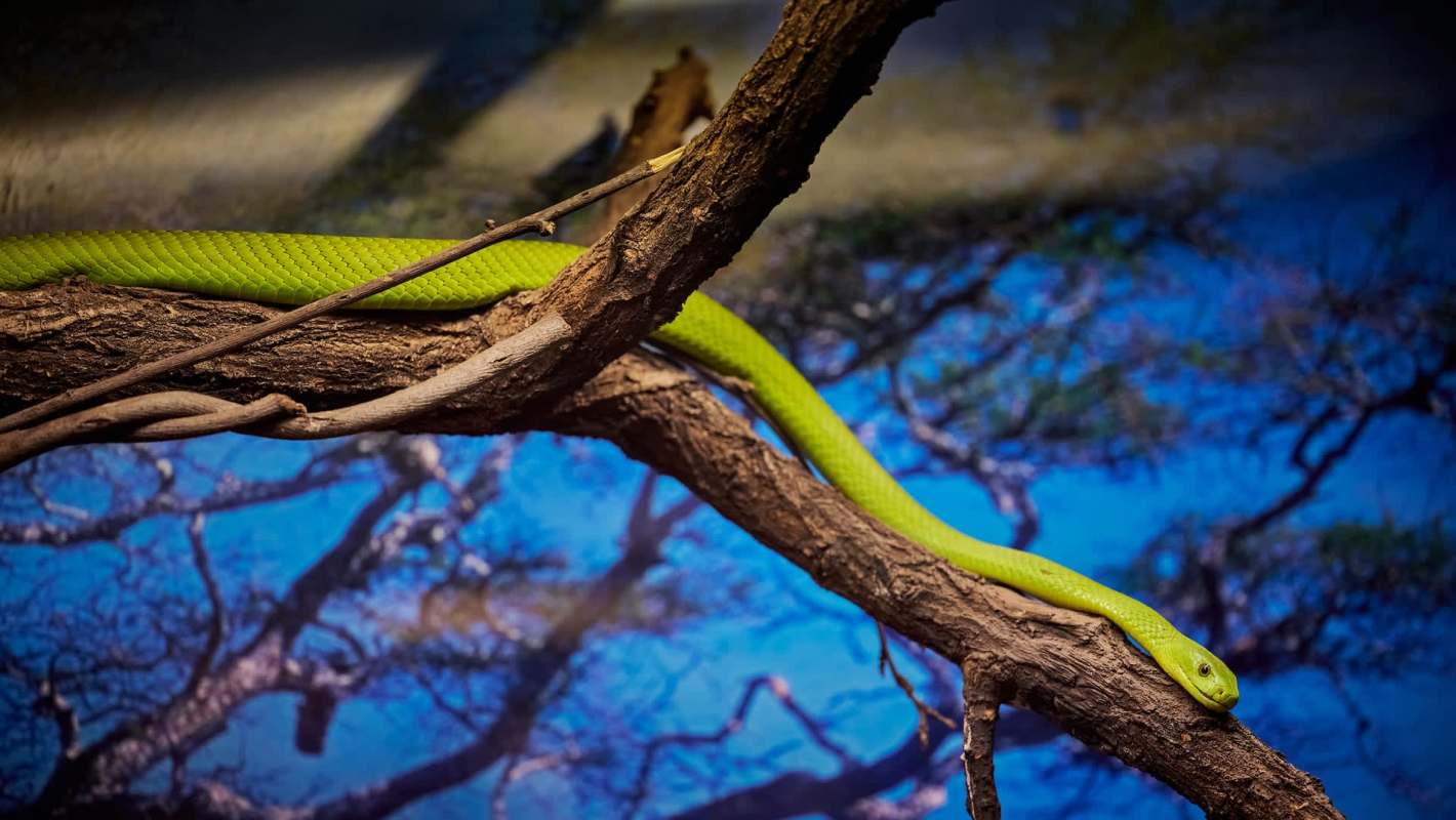 A green mamba in a tree.