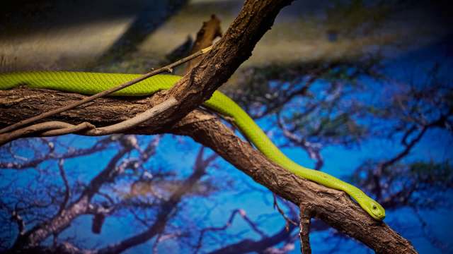 A green mamba in a tree.