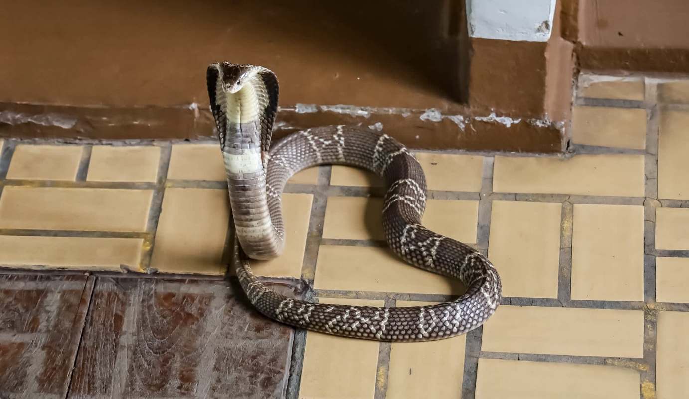A snake positioned on tiled flooring near a wall.