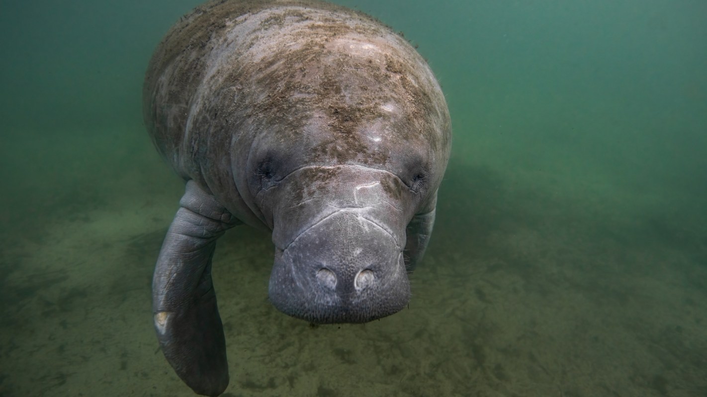 A manatee swimming underwater with its front flippers extended.