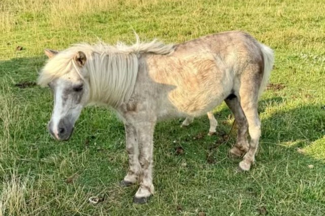 Mini horse had no food, no water, and 'bred back' on her body at auction, then left with her foal
