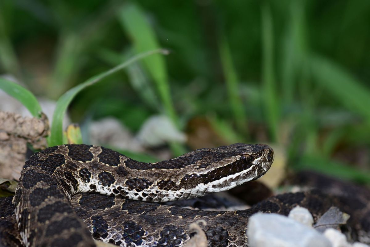 A massasauga rattlesnake.