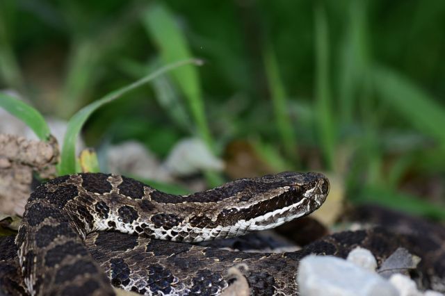 A massasauga rattlesnake.