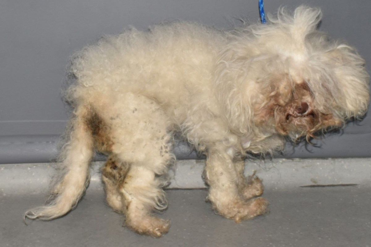 A matted Maltese mix.