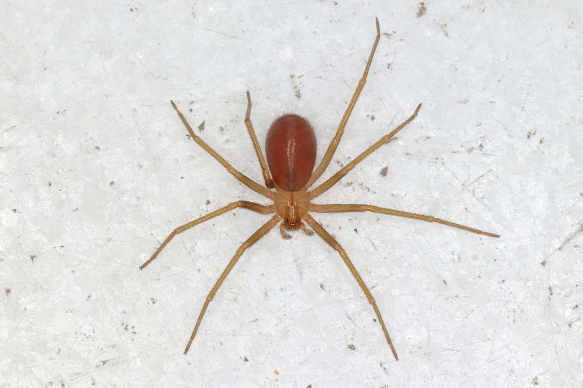 A brown spider with long legs on a light surface.