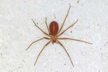 A brown spider with long legs on a light surface.