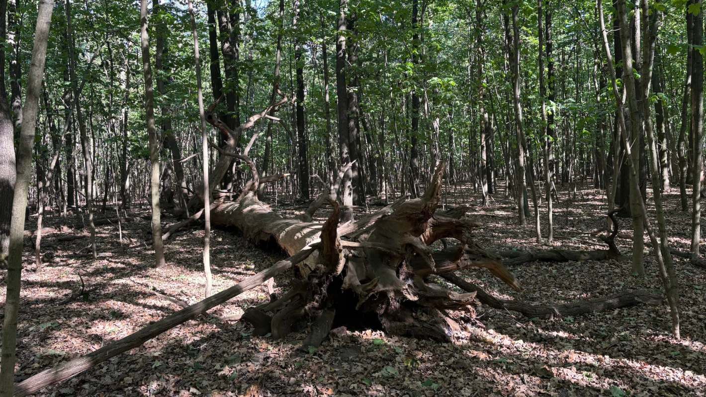 A fallen tree in a forest.