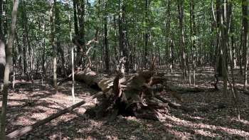 A fallen tree in a forest.