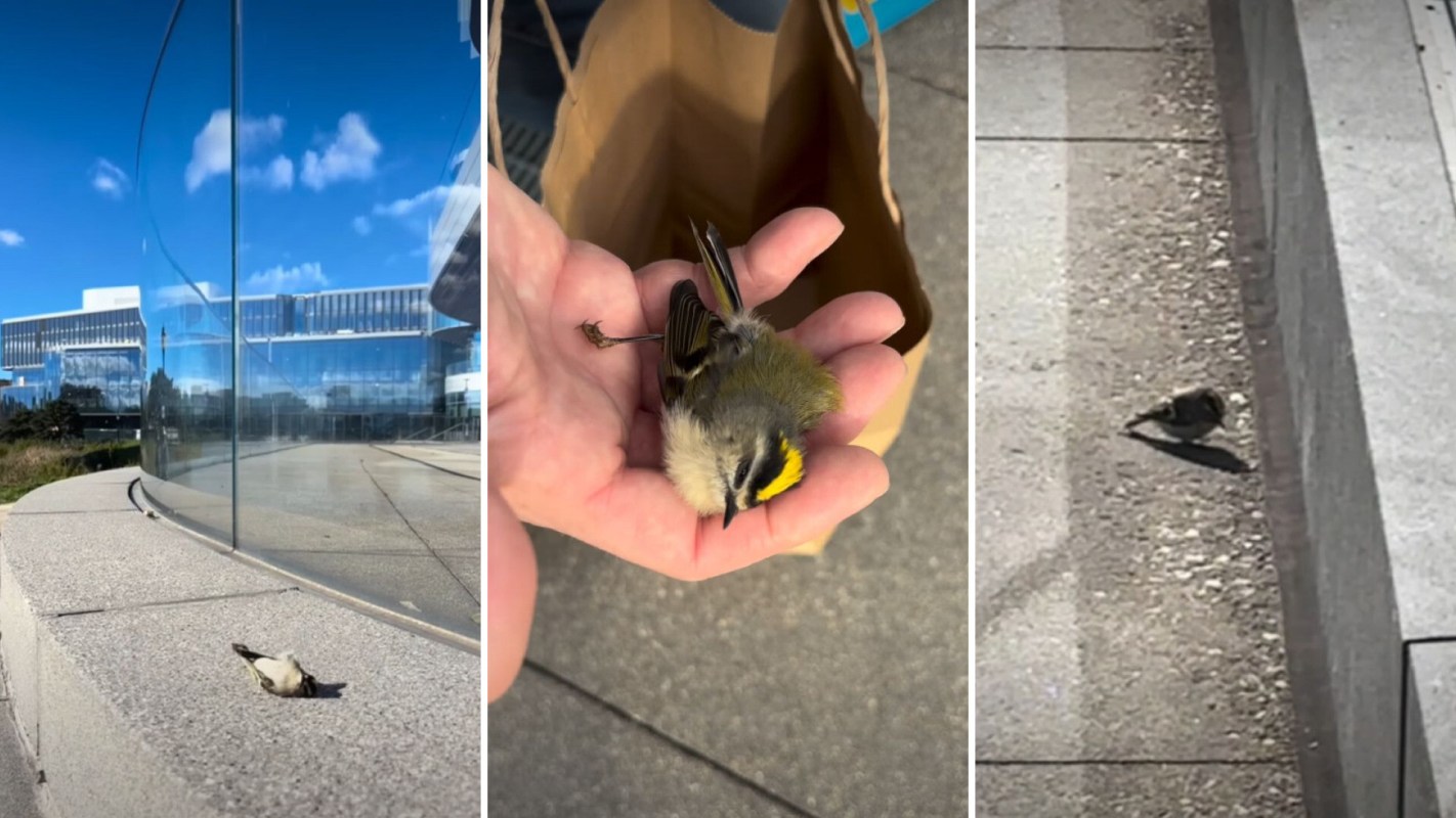A small bird lies on the ground near a building, while another is held in a person's hand.