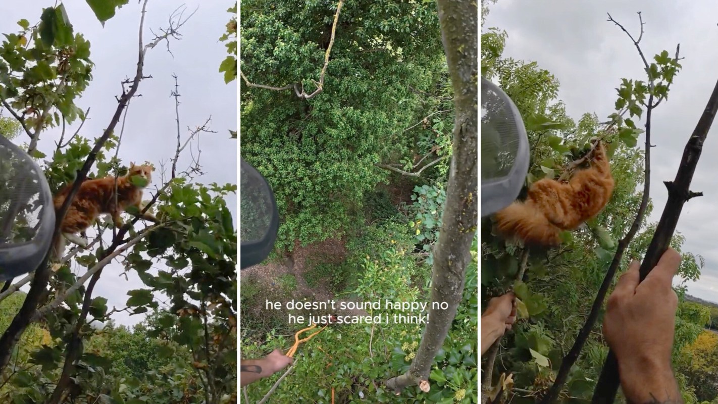 A cat is perched on a branch in a tree while a person holds a branch, trying to rescue it.
