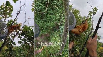 A cat is perched on a branch in a tree while a person holds a branch, trying to rescue it.