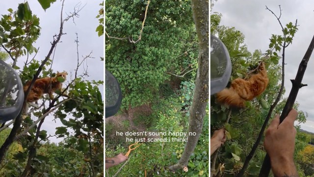 In Kent, a missing cat spent 3 days 50 feet up a tree, then a tree surgeon brought him home