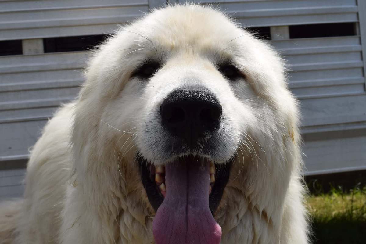 A Great Pyrenees.