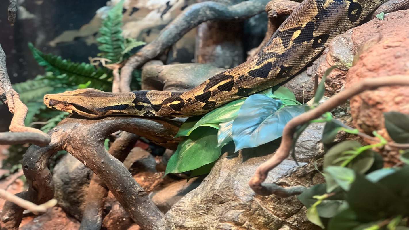 A snake rests on branches surrounded by green leaves and rocks.