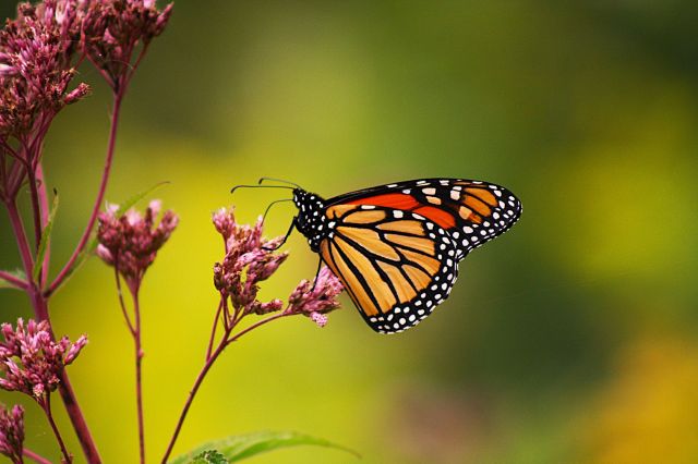 A monarch butterfly.