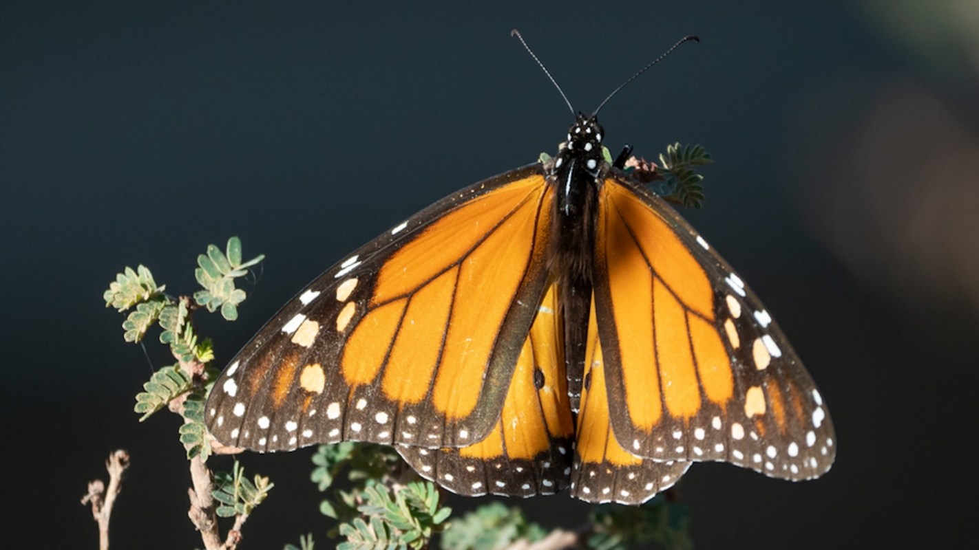 A monarch butterfly resting on green leaves.