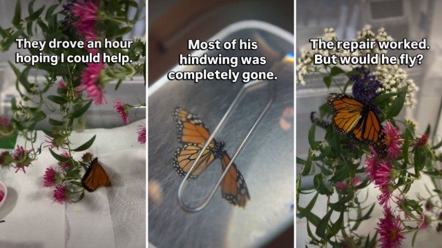 Injured monarch flew again after a donor-wing repair at a butterfly rehab