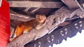 A monkey rests on a carved wooden beam under a roof.