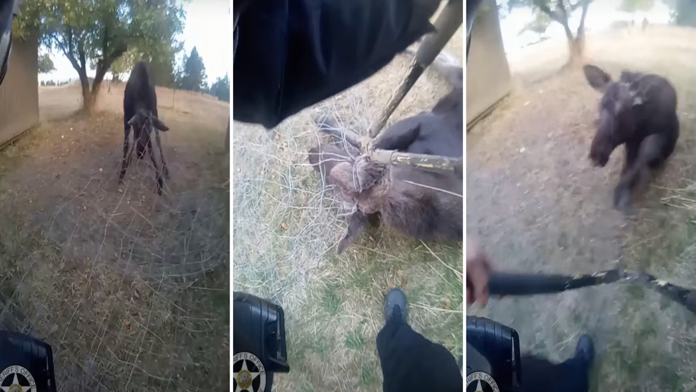 A moose entangled in wire fencing.