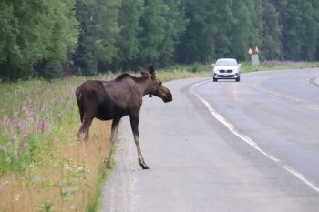 A moose.