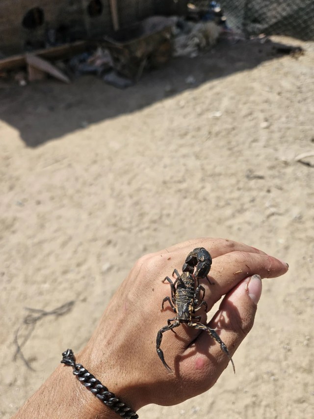 A scorpion on a human hand.