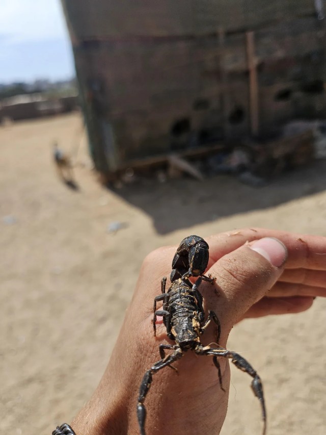 A scorpion on a human hand.