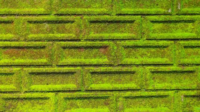 Moss-coated concrete could turn grey buildings green, cool cities, and clean the air