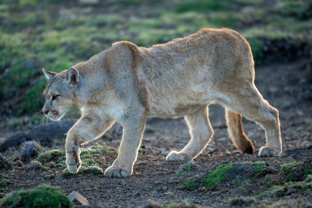 A mountain lion.