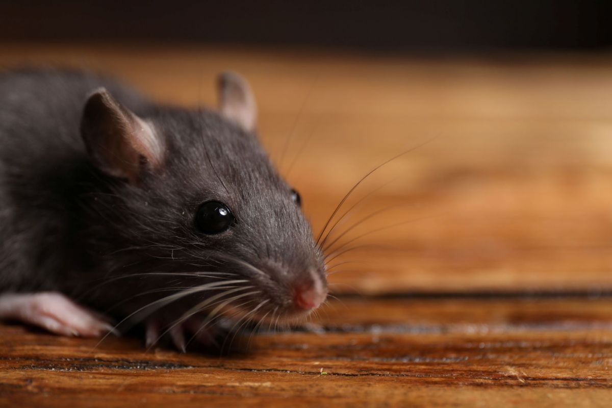 A mouse on a wooden surface.