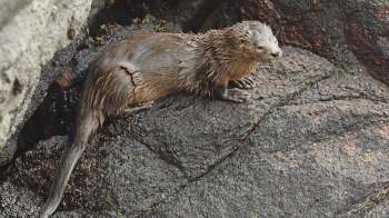 An otter sits on a rocky surface, wet from its environment.