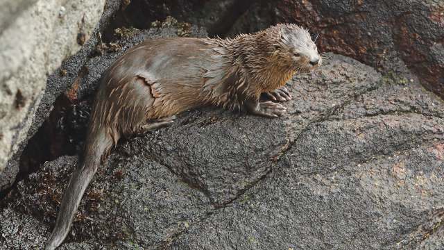In Trinidad and Tobago, homeowner hears movement in water well, then game warden lifts out otter