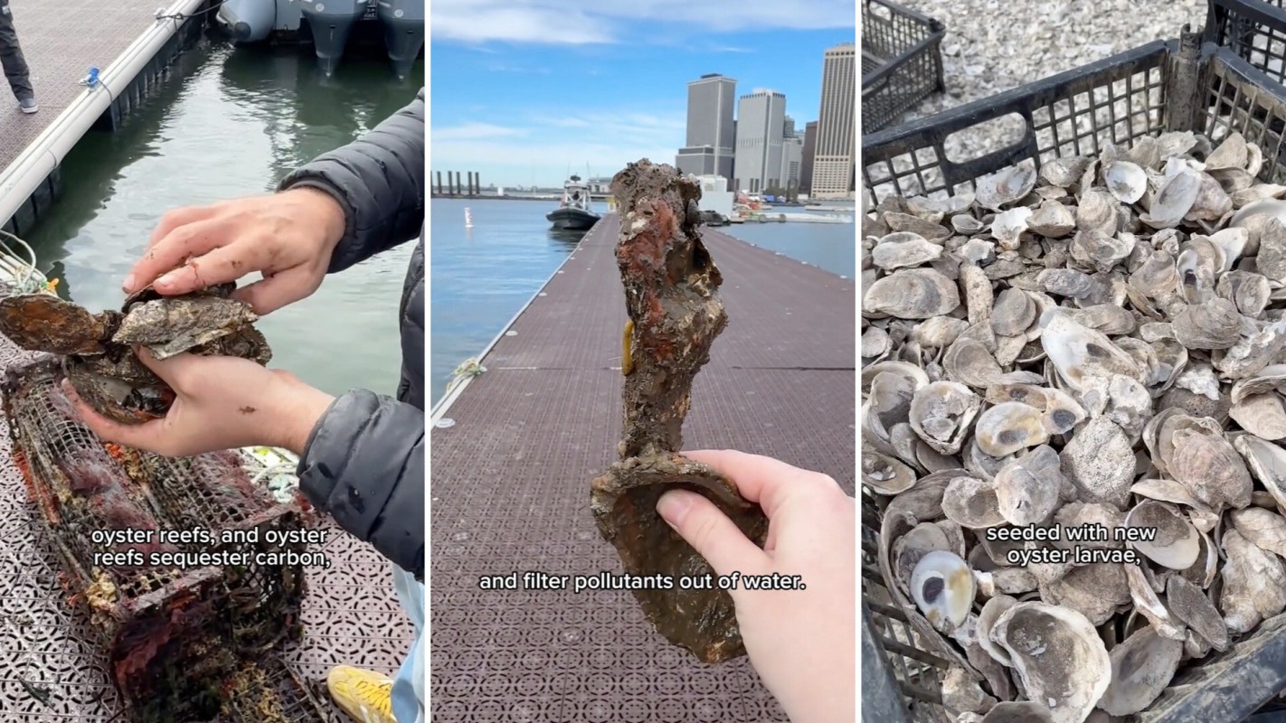 A person sorting through oyster shells in New York.