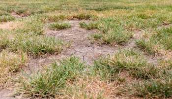 A patchy lawn with both green and brown grass, showing areas of bare soil.